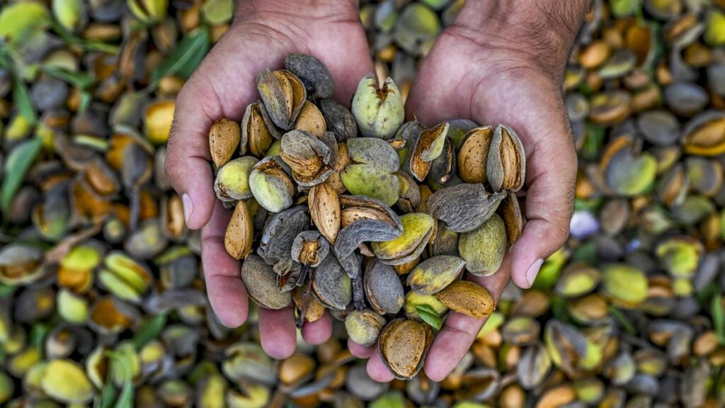 in-frames-|-nutty-delight