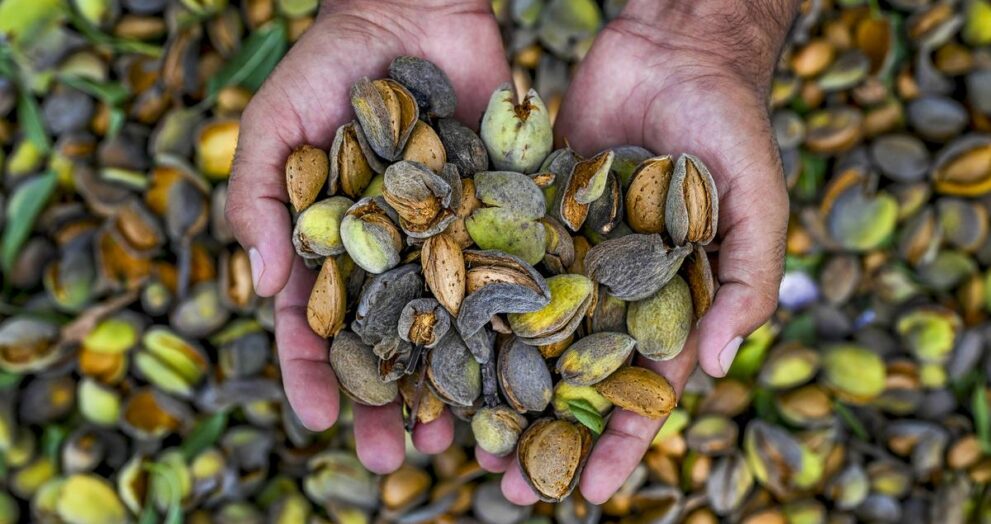 in-frames-|-nutty-delight