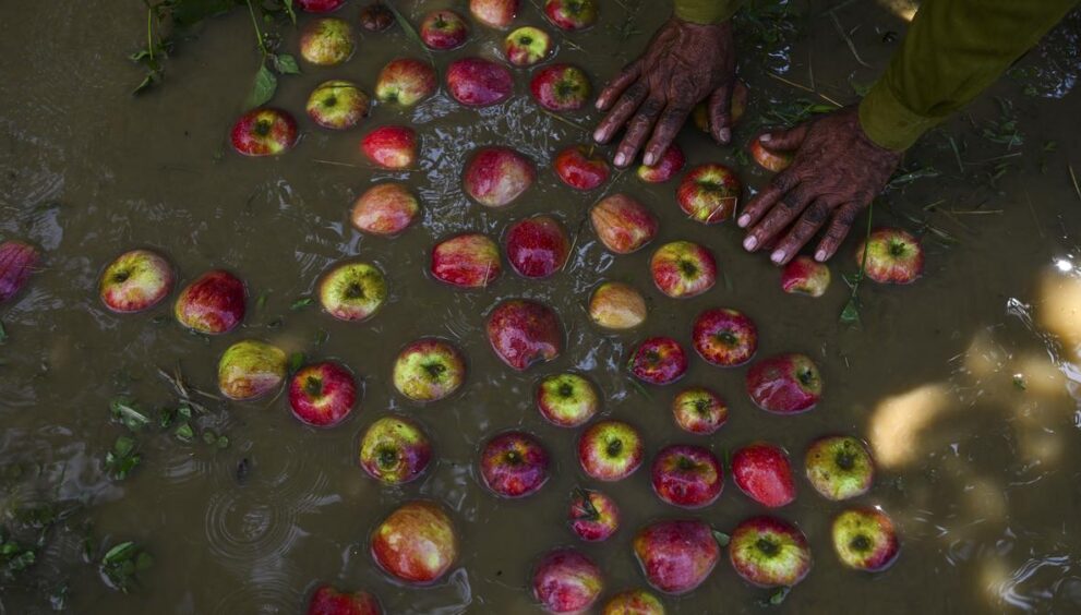 in-frames-|-relentless-rain-upsets-kashmir’s-apple-cart