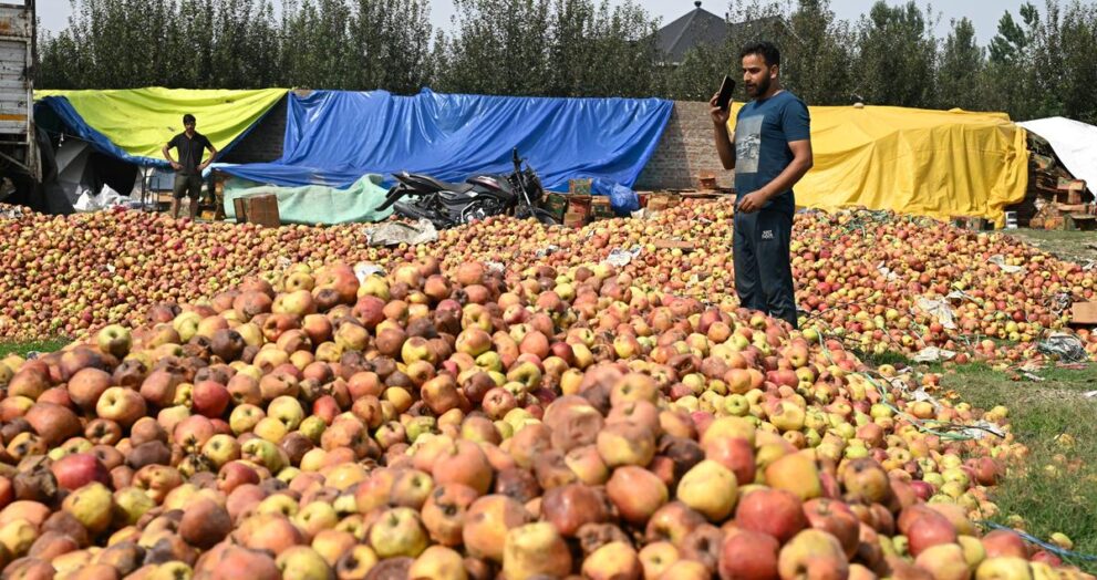 apple-stocks-dumped-in-ditches,-as-key-highway-remains-closed-for-third-week-in-kashmir
