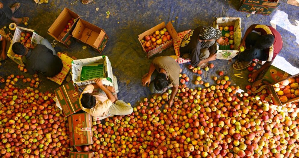 over-1.37-lakh-metric-tonnes-of-fresh-fruit,-including-apples,-dispatched-outside-kashmir-in-10-days:-j&k-government
