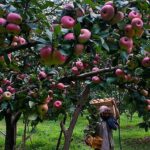 ‘Economic assault’ on Kashmir: J&K leaders flag losses due to closure of Srinagar-Jammu highway