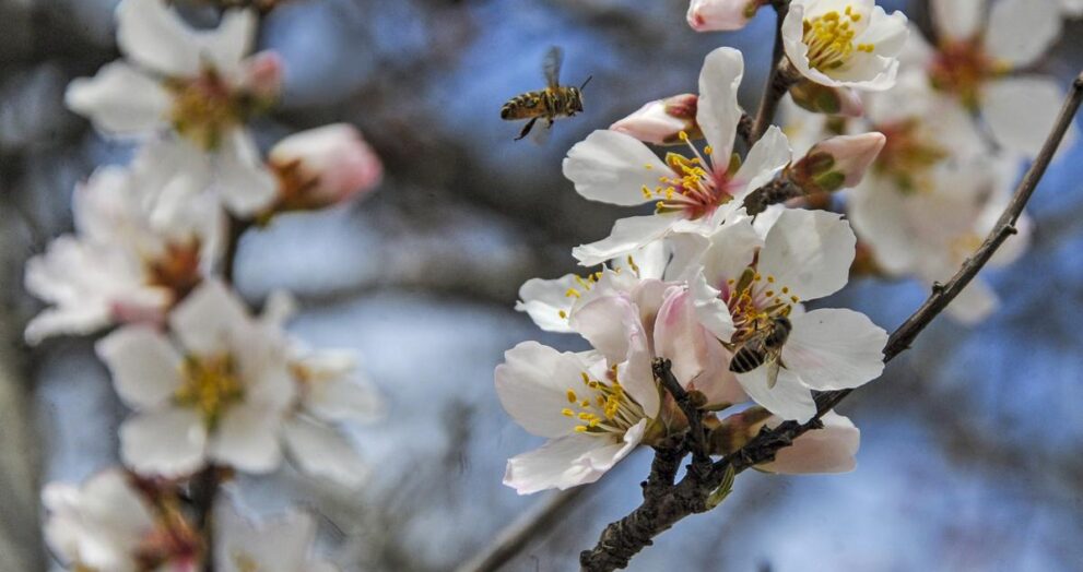 news-in-frames:-honey-flows-in-ramhama