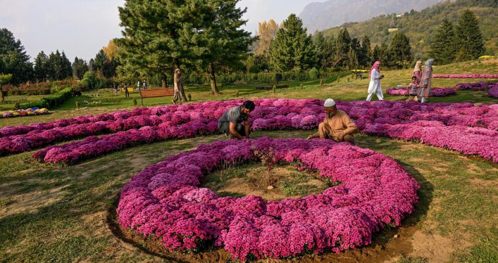 30-lakh-blooming-chrysanthemums-to-fill-grey-tourism-period-of-kashmir-with-colours