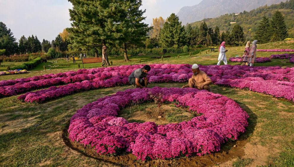 30-lakh-blooming-chrysanthemums-to-fill-grey-tourism-period-of-kashmir-with-colours