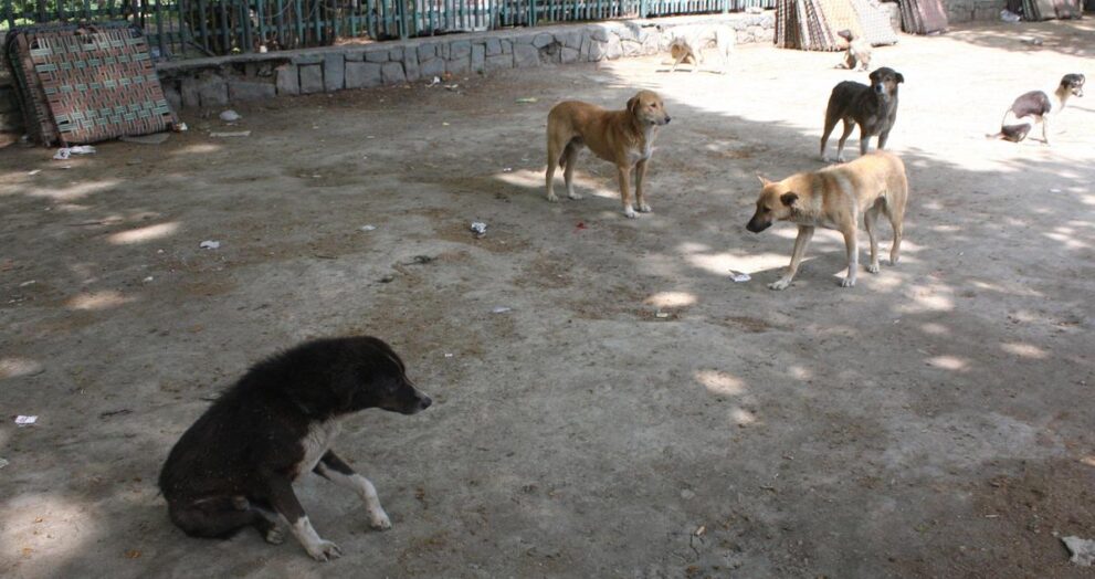 j&k-recorded-over-2-lakh-dog-bite-cases-in-past-three-years:-govt