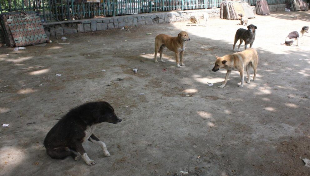 j&k-recorded-over-2-lakh-dog-bite-cases-in-past-three-years:-govt