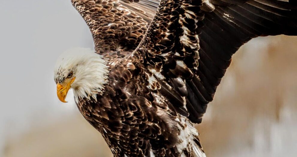 train-pilot-injured-as-eagle-shatters-windscreen;-lands-inside-cabin