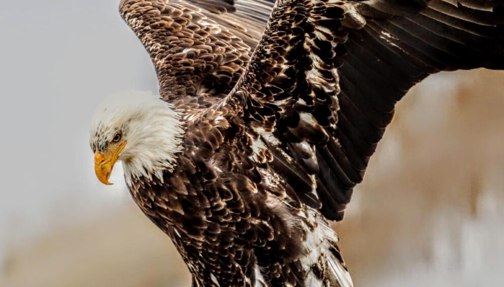 train-pilot-injured-as-eagle-shatters-windscreen;-lands-inside-cabin