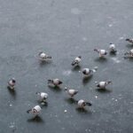 J&K woman officer to command all-male CRPF marching contingent on Republic Day