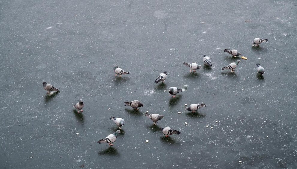 cold-conditions-grip-kashmir;-snowfall-likely