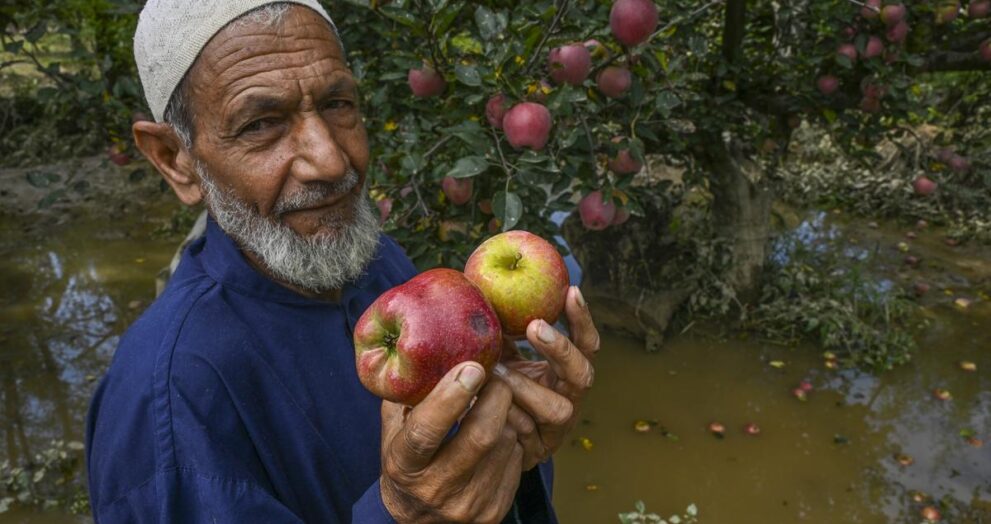 new-rootstocks-promise-faster,-higher-apple-yields-for-kashmir-farms