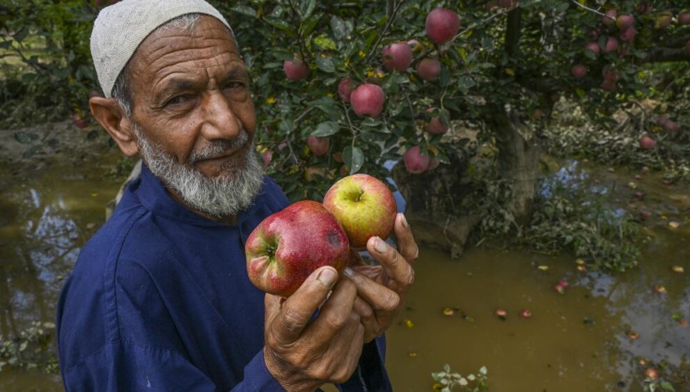 new-rootstocks-promise-faster,-higher-apple-yields-for-kashmir-farms