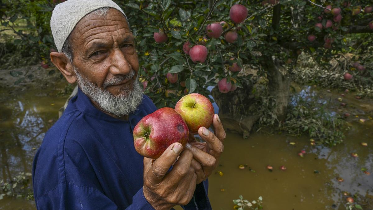new-rootstocks-promise-faster,-higher-apple-yields-for-kashmir-farms