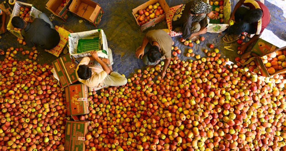why-are-apple-traders-in-j&k-worried?-|-explained