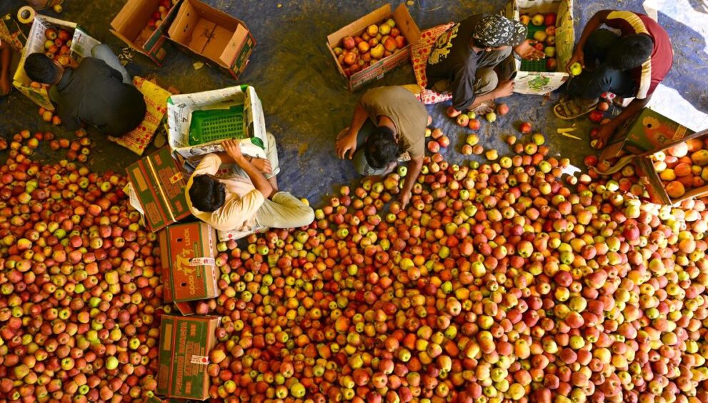 why-are-apple-traders-in-j&k-worried?-|-explained