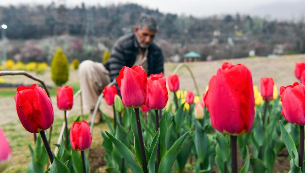 kashmir-banks-on-almond-and-tulip-blooms-to-revive-tourism-hit-after-pahalgam-terror-attack
