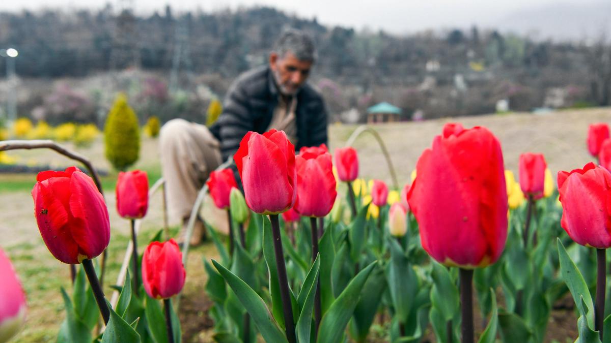 kashmir-banks-on-almond-and-tulip-blooms-to-revive-tourism-hit-after-pahalgam-terror-attack