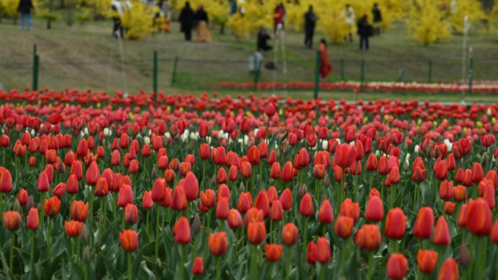 tulip-festival-beckons-tourists-to-kashmir-valley