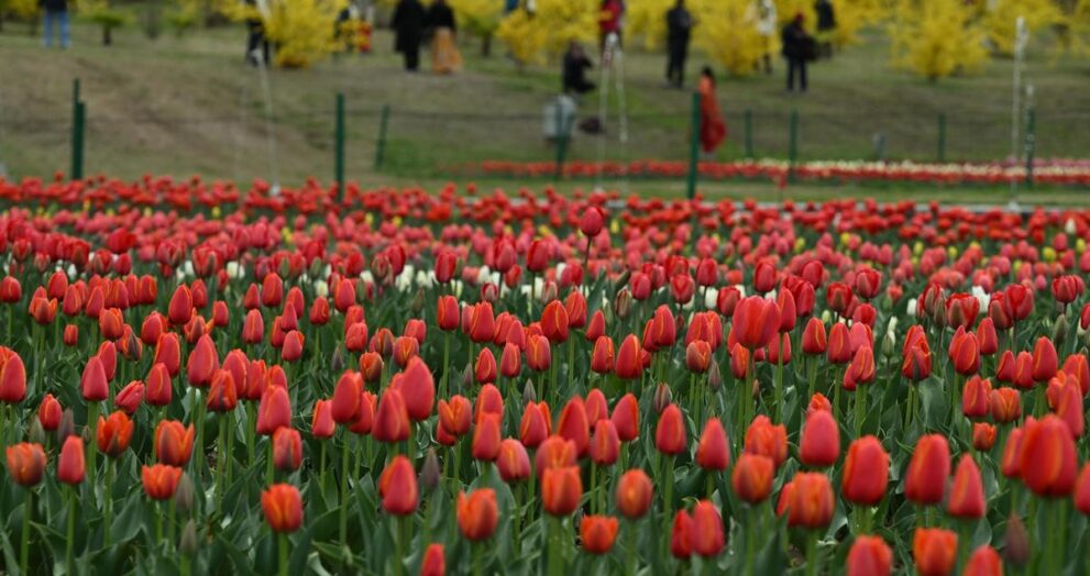 tulip-festival-beckons-tourists-to-kashmir-valley