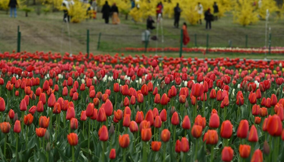 tulip-festival-beckons-tourists-to-kashmir-valley