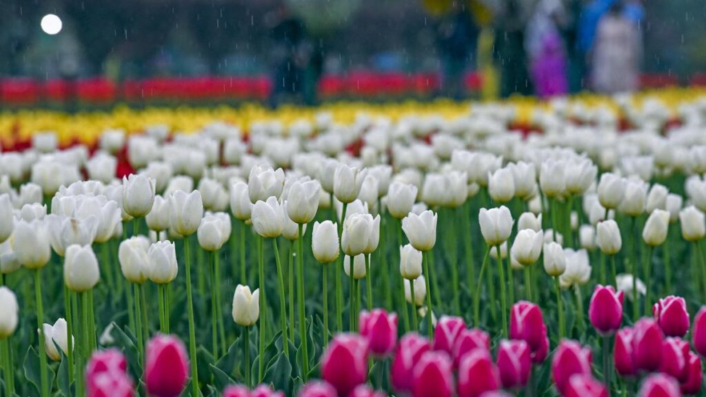 in-a-first,-children-with-neurodevelopmental-conditions,-cancer-tour-srinagar’s-tulip-garden-for-therapy