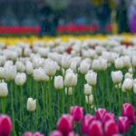 Two J&K government employees sacked over ‘anti-national activities’