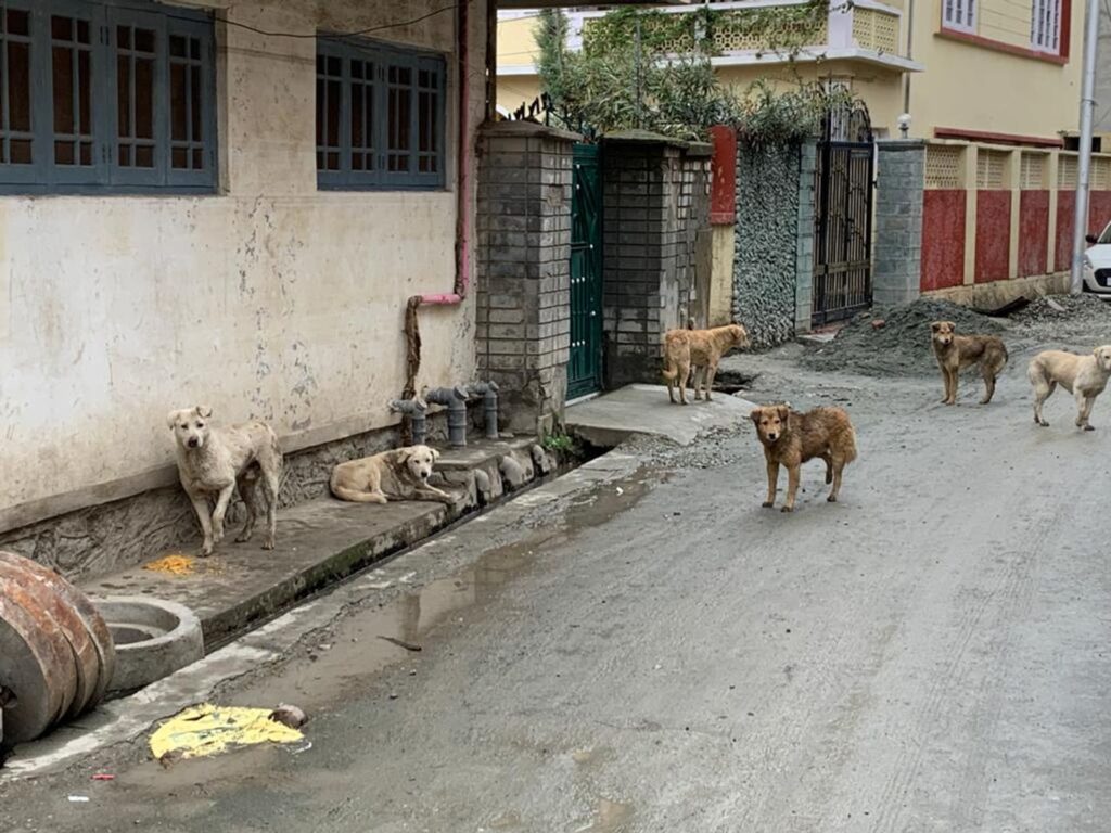 girl-dies-after-stray-dog-attack-in-sopore