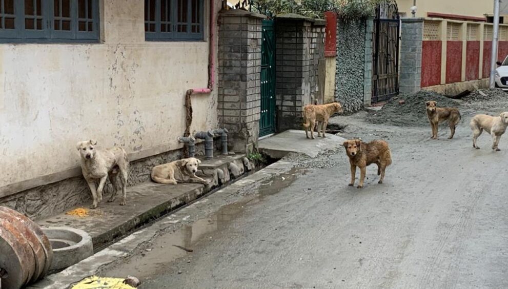 girl-dies-after-stray-dog-attack-in-sopore