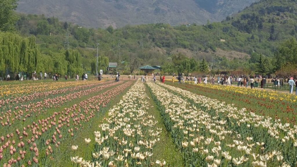 over-3-lakh-tourists-visited-tulip-garden-this-season:-official